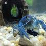 corals inverts - cherax destructor - blue knight lobster stocking in 36 gallons tank - Our electric blue crayfish