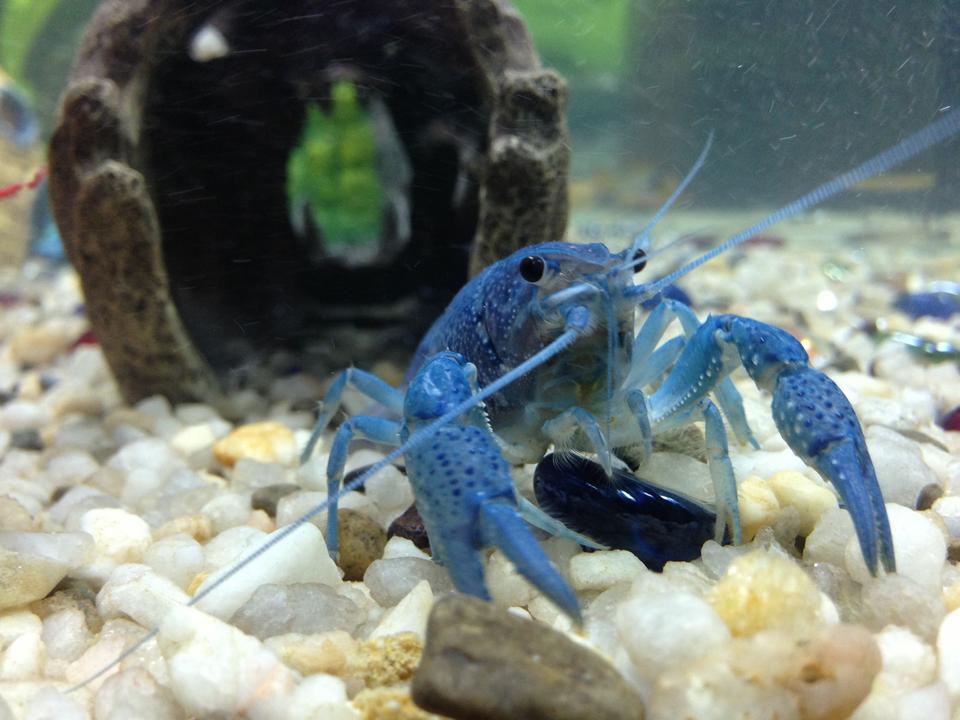 corals inverts - cherax destructor - blue knight lobster stocking in 36 gallons tank - Our electric blue crayfish