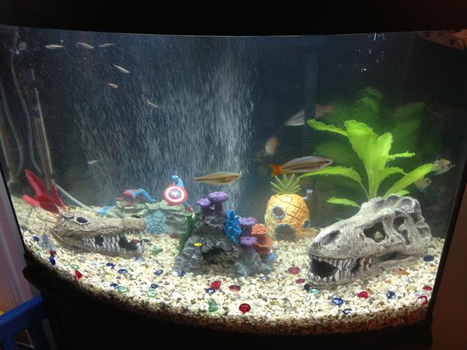 36 gallons freshwater fish tank (mostly fish and non-living decorations) - The tank