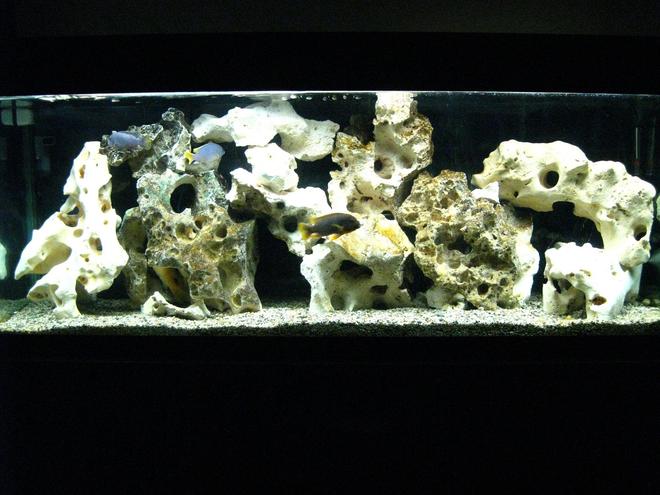 55 gallons freshwater fish tank (mostly fish and non-living decorations) - My 55 gallon Malawi cichlid tank (with 1 Victorian).