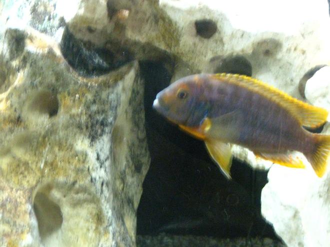 freshwater fish - iodotropheus sprengerae - rusty cichlid stocking in 55 gallons tank - Iodotropheus sprengerae (about the best I could get - he won't stay still!)