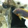 freshwater fish - iodotropheus sprengerae - rusty cichlid stocking in 55 gallons tank - Iodotropheus sprengerae (about the best I could get - he won't stay still!)