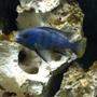 freshwater fish - pseudotropheus acei - acei cichlid stocking in 55 gallons tank