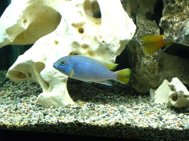 freshwater fish - pseudotropheus acei - acei cichlid stocking in 55 gallons tank - Pseudotropheus acei