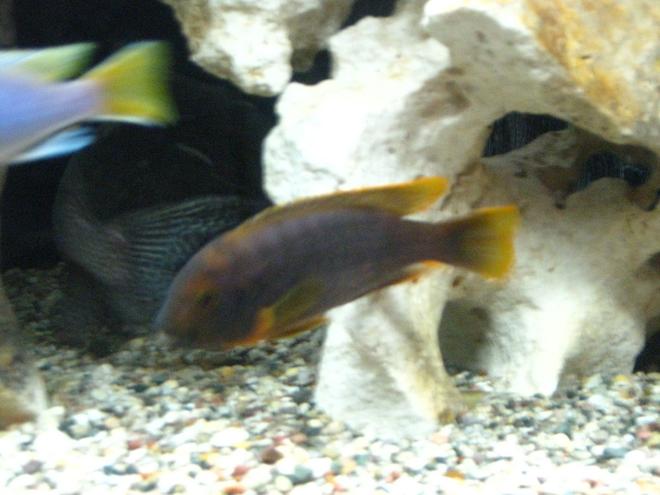 freshwater fish - iodotropheus sprengerae - rusty cichlid stocking in 55 gallons tank - I think this was as still as the rusty got for this shoot!