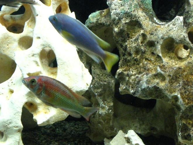 freshwater fish - pseudotropheus acei - acei cichlid stocking in 55 gallons tank - Kyoga flameback and acei
