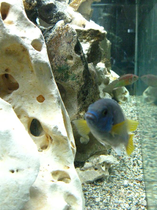 freshwater fish - pseudotropheus acei - acei cichlid stocking in 55 gallons tank - The acei is quite a ham!