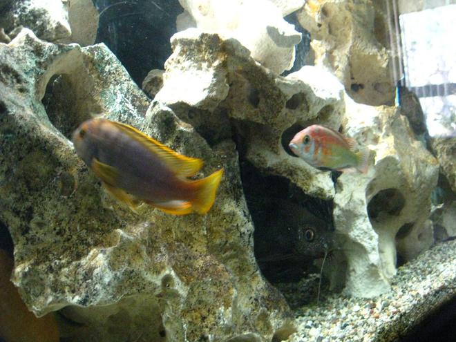 freshwater fish - iodotropheus sprengerae - rusty cichlid stocking in 55 gallons tank - Trio 5