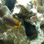 freshwater fish - iodotropheus sprengerae - rusty cichlid stocking in 55 gallons tank - Trio 5