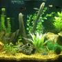 36 gallons freshwater fish tank (mostly fish and non-living decorations) - Newly established 36 gallon freshwater tank filled with activity and LOTS of color!!!