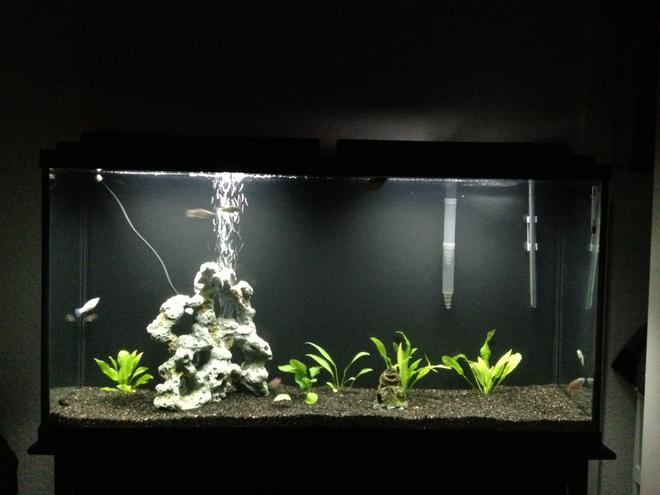 60 gallons planted tank (mostly live plants and fish) - In progress