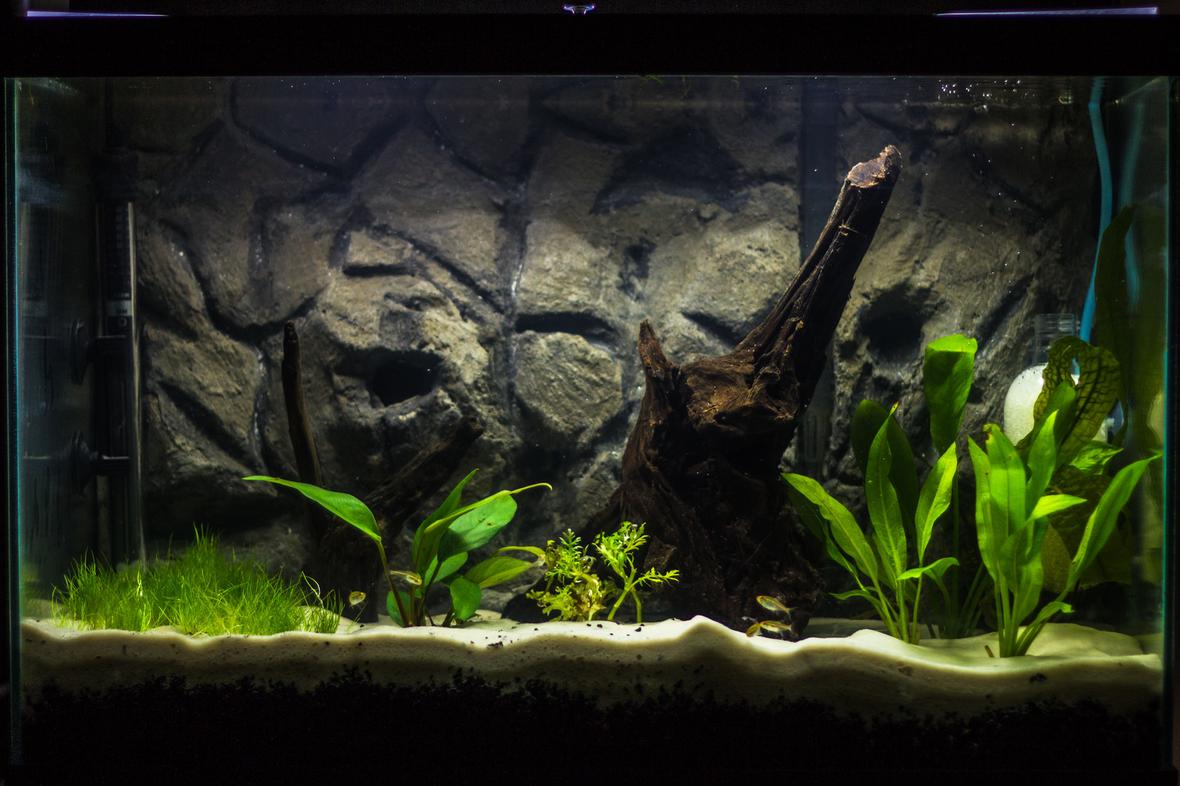 20 gallons planted tank (mostly live plants and fish) - I have been working on this tank step by step for several weeks now, and it is finally starting to take shape. It is a 20 gallon tall, with a homemade 3D cement background. I am using Eco-Complete for my bottom substrate (1.5 inches), topped with Quikrete Medium Commercial Grade sand (1.5 inches). After all the decorations, substrate, and background, the tank fills at 13-14 gallons. I'm running an Aquaclear 50 HOB filter, with peat-moss added in the filtration system to bring down my pH. I've equipped an ViaAqua 100-Watt Quartz Glass heater, set to about 78 F. I've decorated with Malaysian drift wood as my centerpiece, with a second piece of smaller driftwood from my LFS. I built my own CO2 injector, powered by Yeast and a sugar water mixture for food. I anticipate the mixture to supply about 2 weeks of CO2 per batch. I am ultimately designing this tank for German Blue Rams, living along side of Neon and Glowlight Tetras, and Nerite Snails, but I am taking it step by step slowly, as GBR's are very sensitive to water parameters and I want the tank to be perfect for them.