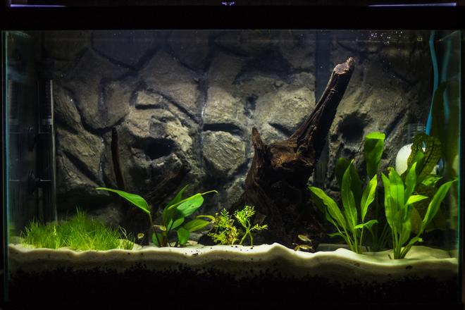 20 gallons planted tank (mostly live plants and fish) - I have been working on this tank step by step for several weeks now, and it is finally starting to take shape. It is a 20 gallon tall, with a homemade 3D cement background. I am using Eco-Complete for my bottom substrate (1.5 inches), topped with Quikrete Medium Commercial Grade sand (1.5 inches). After all the decorations, substrate, and background, the tank fills at 13-14 gallons. I'm running an Aquaclear 50 HOB filter, with peat-moss added in the filtration system to bring down my pH. I've equipped an ViaAqua 100-Watt Quartz Glass heater, set to about 78 F. I've decorated with Malaysian drift wood as my centerpiece, with a second piece of smaller driftwood from my LFS. I built my own CO2 injector, powered by Yeast and a sugar water mixture for food. I anticipate the mixture to supply about 2 weeks of CO2 per batch.  I am ultimately designing this tank for German Blue Rams, living along side of Neon and Glowlight Tetras, and Nerite Snails, but I am taking it step by step slowly, as GBR's are very sensitive to water parameters and I want the tank to be perfect for them.