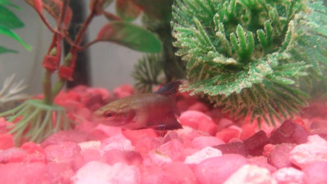 freshwater fish - pelvicachromis pulcher - kribensis cichlid stocking in 55 gallons tank