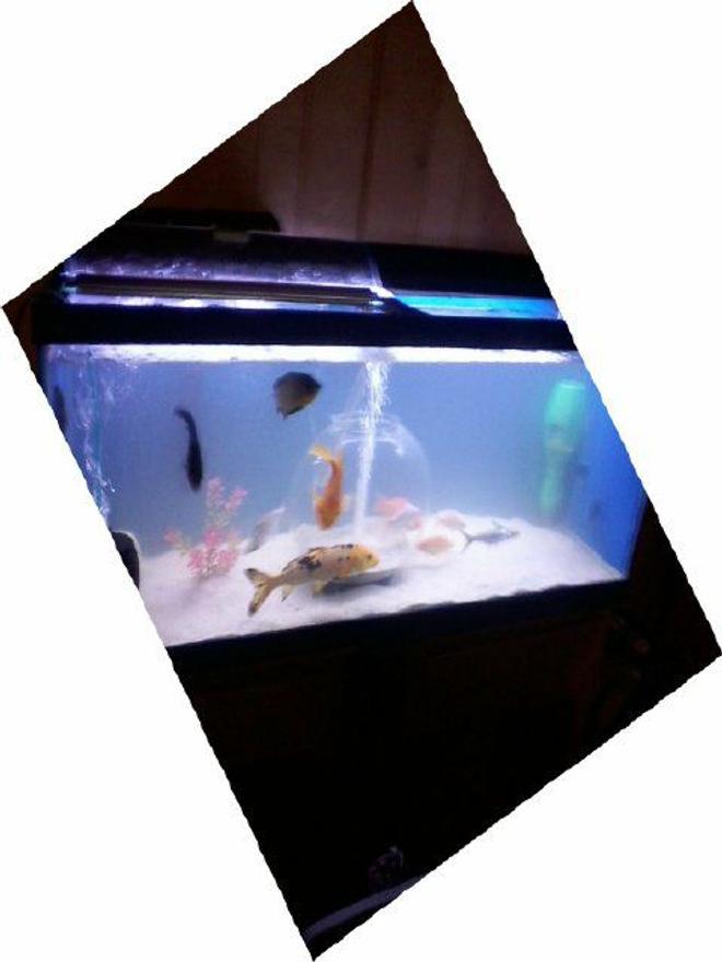 55 gallons freshwater fish tank (mostly fish and non-living decorations)