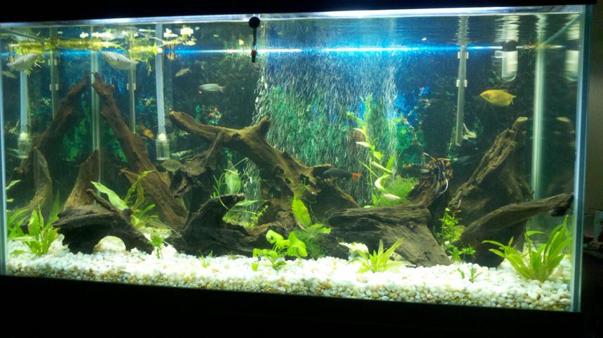 Rated #48: 110 Gallons Planted Tank - My 110 gal. A couple month's back after going all natural