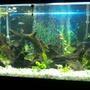 110 gallons planted tank (mostly live plants and fish) - My 110 gal. A couple month's back after going all natural