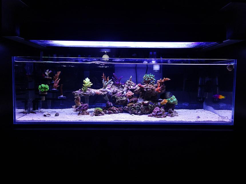 Rated #24: 9 Gallons Reef Tank - My current ADA 60f reef
The clarity and quality of these tanks are amazing!!