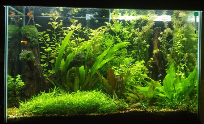 70 gallons planted tank (mostly live plants and fish) - miracle grow potting soil with gravel cap for Substrate DIY co2 6 30w t12 lamps 36" long on 10 hours a day no Fertilizers 30% water change weekly