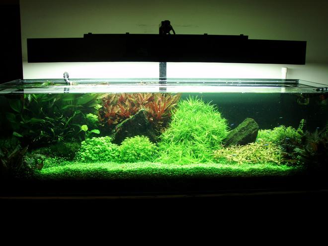 91 gallons planted tank (mostly live plants and fish) - fts..