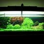 91 gallons planted tank (mostly live plants and fish) - fts..