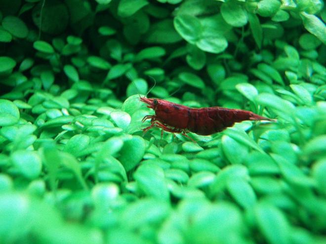 corals inverts - neocaridina denticulata sinensis - red cherry shrimp stocking in 91 gallons tank - the red cherry shrimp..
