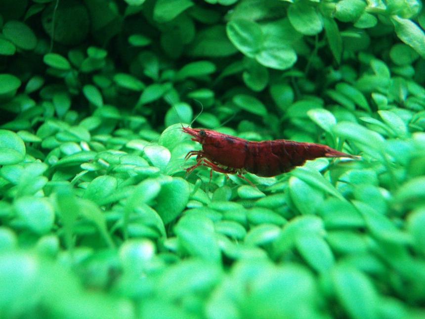 Rated #8: Corals Inverts - Neocaridina Denticulata Sinensis - Red Cherry Shrimp Stocking In 91 Gallons Tank - the red cherry shrimp..