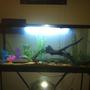 55 gallons freshwater fish tank (mostly fish and non-living decorations) - 55 gallon Pennsylvania natives fish tank