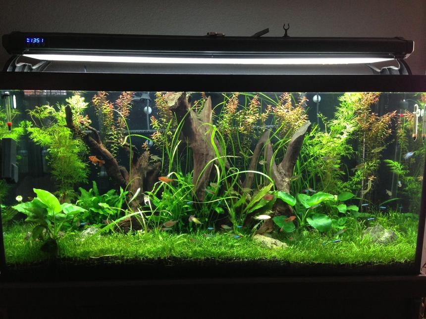 Rated #10: 90 Gallons Planted Tank - This is a cleaner version of my previous pic!