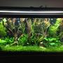 90 gallons planted tank (mostly live plants and fish) - This is a cleaner version of my previous pic!