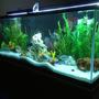 225 gallons freshwater fish tank (mostly fish and non-living decorations) - 225 gal cichlid tank