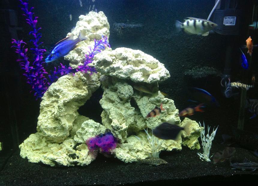Rated #72: 100 Gallons Freshwater Fish Tank - My 100 Gallon Cichlid set up