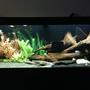 75 gallons freshwater fish tank (mostly fish and non-living decorations) - My new tank 75gal
