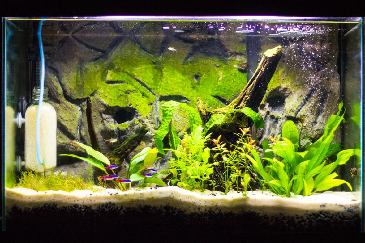 20 gallons freshwater fish tank (mostly fish and non-living decorations) - Update of my tank.