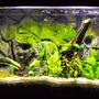 20 gallons freshwater fish tank (mostly fish and non-living decorations) - Update of my tank.