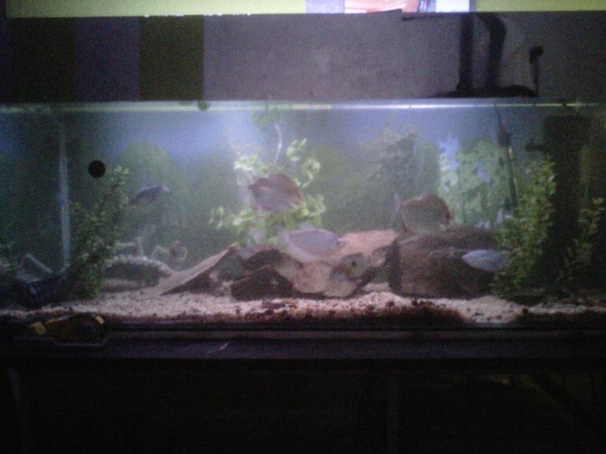 Rated #126: 100 Gallons Freshwater Fish Tank - 300l tank with 2 dollers , 2 terrors , 2 bleustrain - and one moonlight - gouramy , 2 plecos and a few smaller naighbors