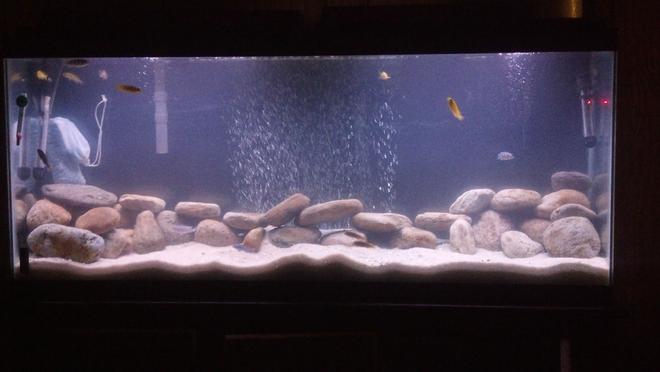 55 gallons freshwater fish tank (mostly fish and non-living decorations) - 55 gall tank for African Cichlid tank with sand and river rocks