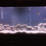 55 gallons freshwater fish tank (mostly fish and non-living decorations) - 55 gall tank for African Cichlid tank with sand and river rocks