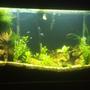 70 gallons freshwater fish tank (mostly fish and non-living decorations) - Stage 2