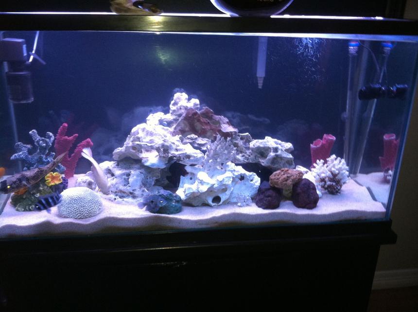 Rated #61: 110 Gallons Freshwater Fish Tank - None