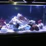 110 gallons freshwater fish tank (mostly fish and non-living decorations) - None