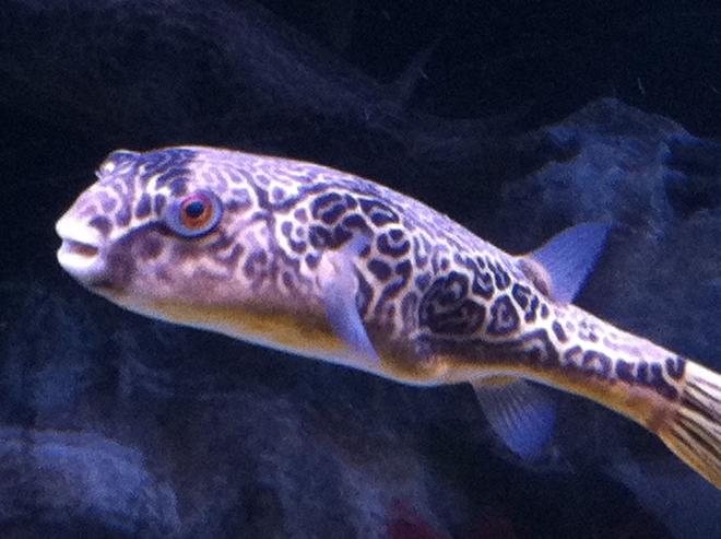 freshwater fish - tetraodon biocellatus - figure 8 puffer stocking in 110 gallons tank - None