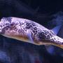 freshwater fish - tetraodon biocellatus - figure 8 puffer stocking in 110 gallons tank - None