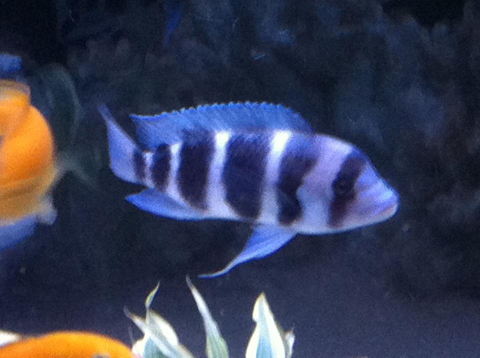 freshwater fish - cyphotilapia frontosa - frontosa cichlid stocking in 110 gallons tank - None