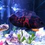 freshwater fish - astronotus ocellatus - tiger oscar stocking in 110 gallons tank - None