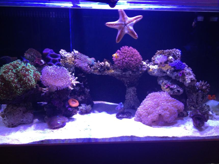 Rated #35: 150 Gallons Reef Tank - Display tank.