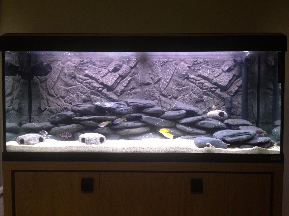 50 gallons freshwater fish tank (mostly fish and non-living decorations) - Malawi setup