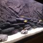 fish tank picture - Pic 2