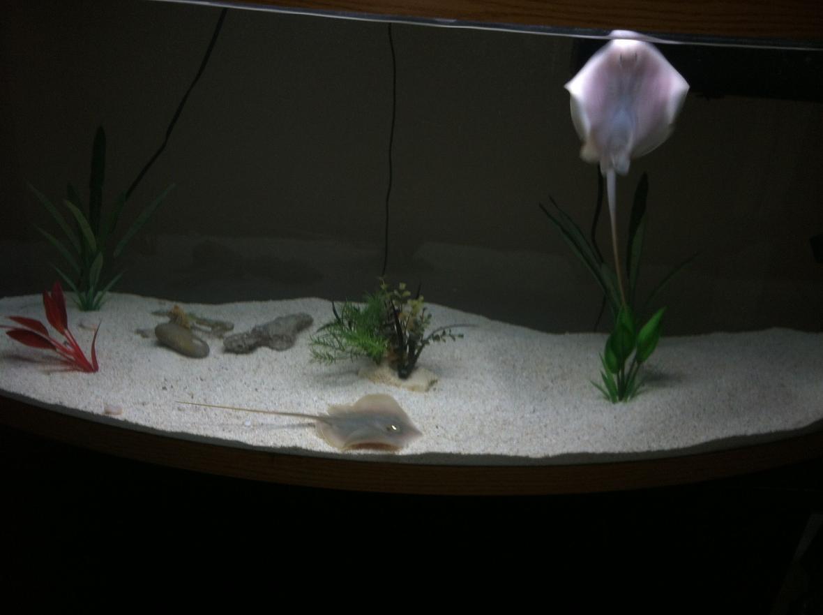 110 gallons saltwater fish tank (mostly fish, little/no live coral) - This is freshwater not saltwater