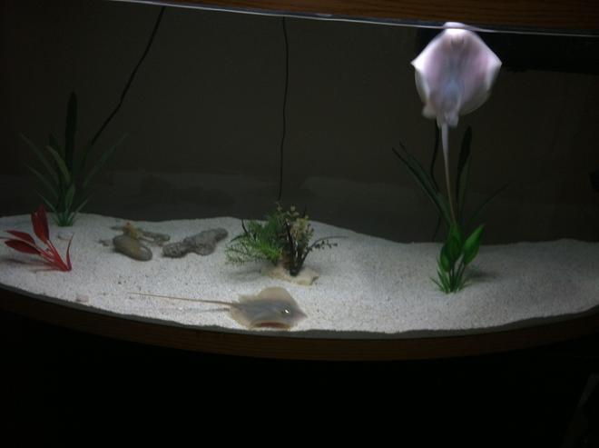 110 gallons saltwater fish tank (mostly fish, little/no live coral) - This is freshwater not saltwater